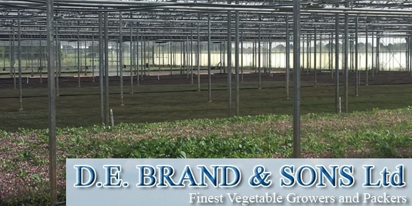 D. E. Brand & Sons Ltd